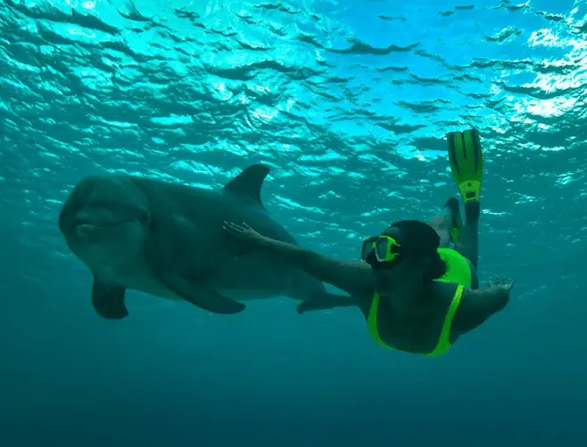 Snorkelen met dolfijnen bij de Dolphin Academy Curaçao