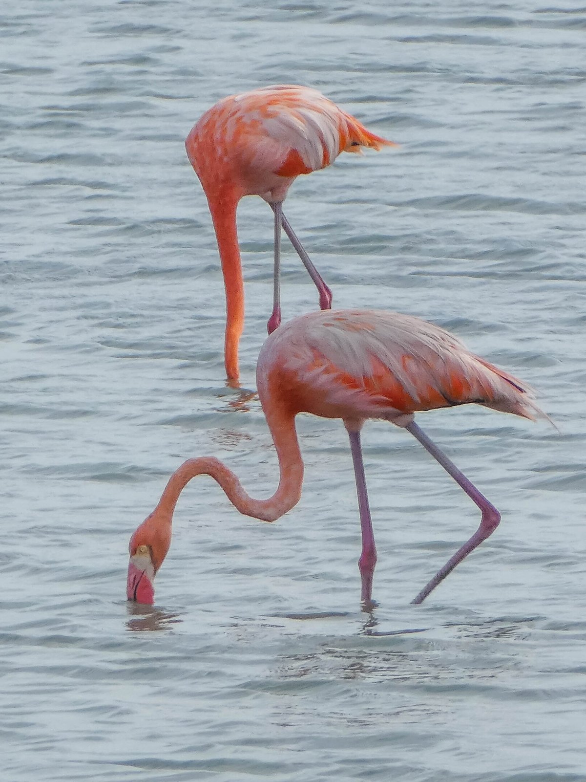 Zwei Flamingos in den Salzpfannen bei Jan Kok, nahe Sint Willibrordus