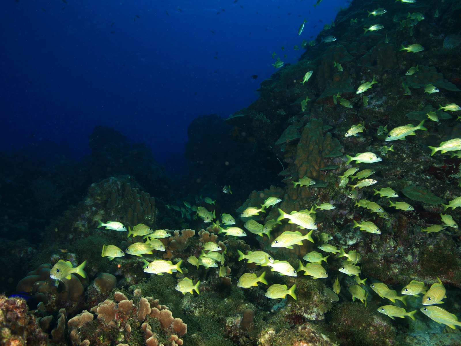 Ein Schwarm gelber Grunzfische über dem Korallenriff vor der Küste von Curaçao